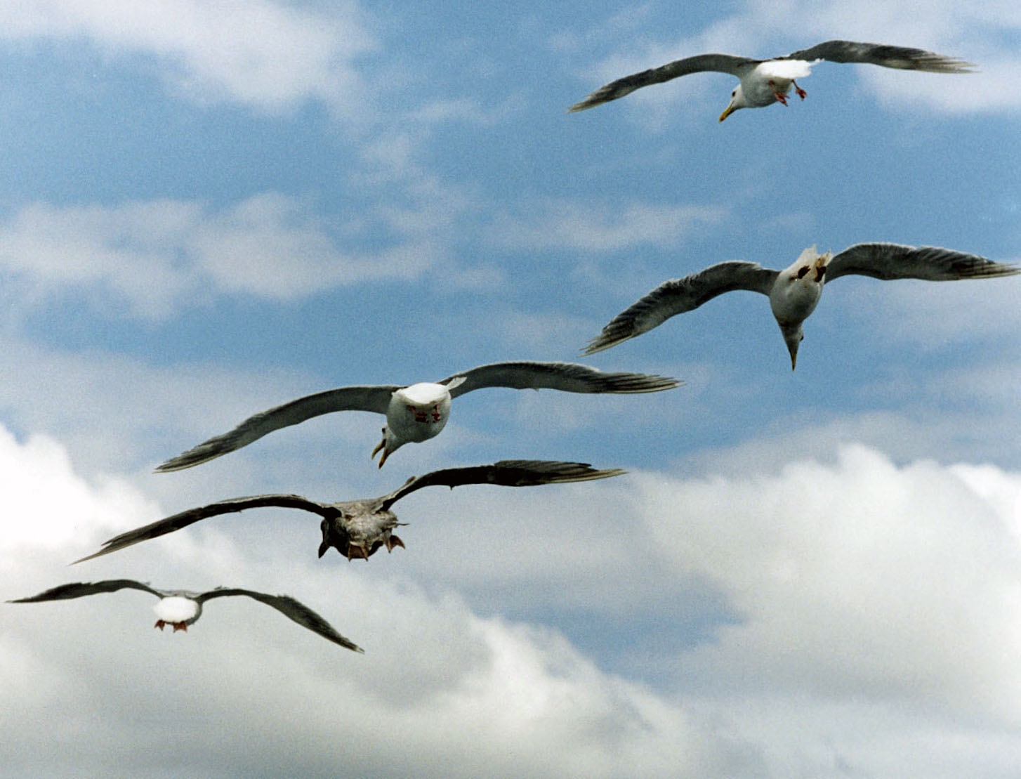 gulls-2001.jpg