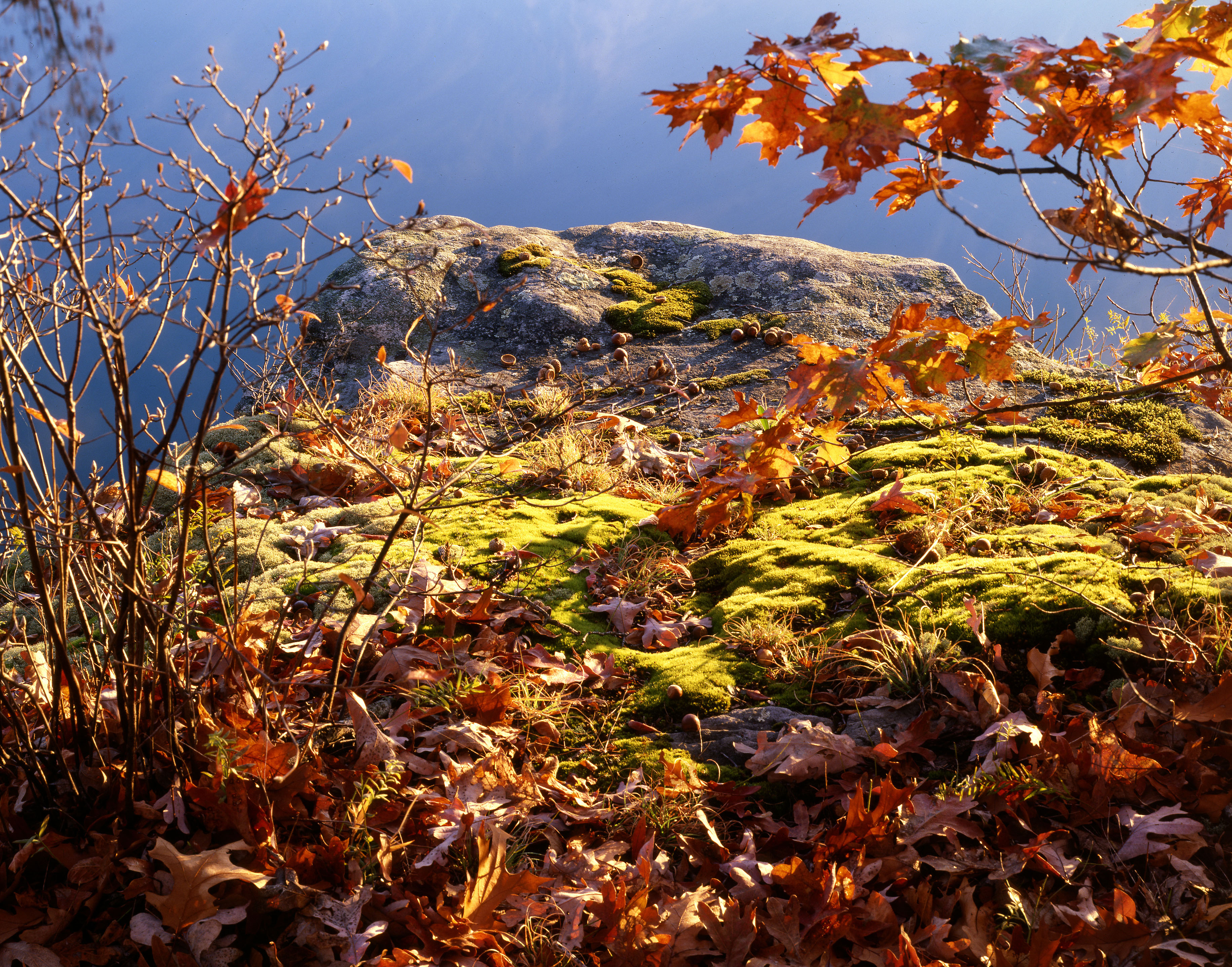 moss-on-rock-morning.jpg