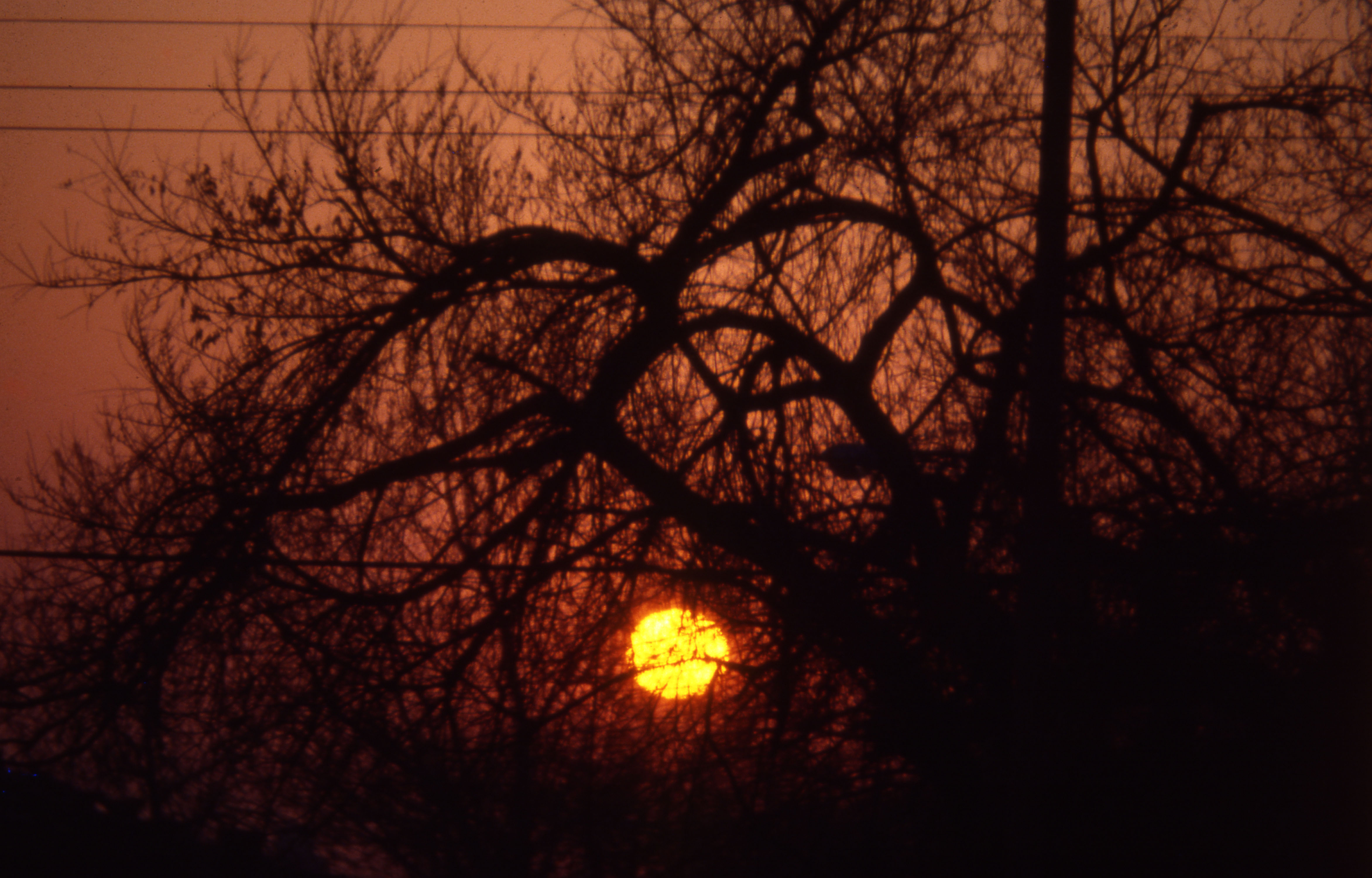 sun-through-branches.jpg