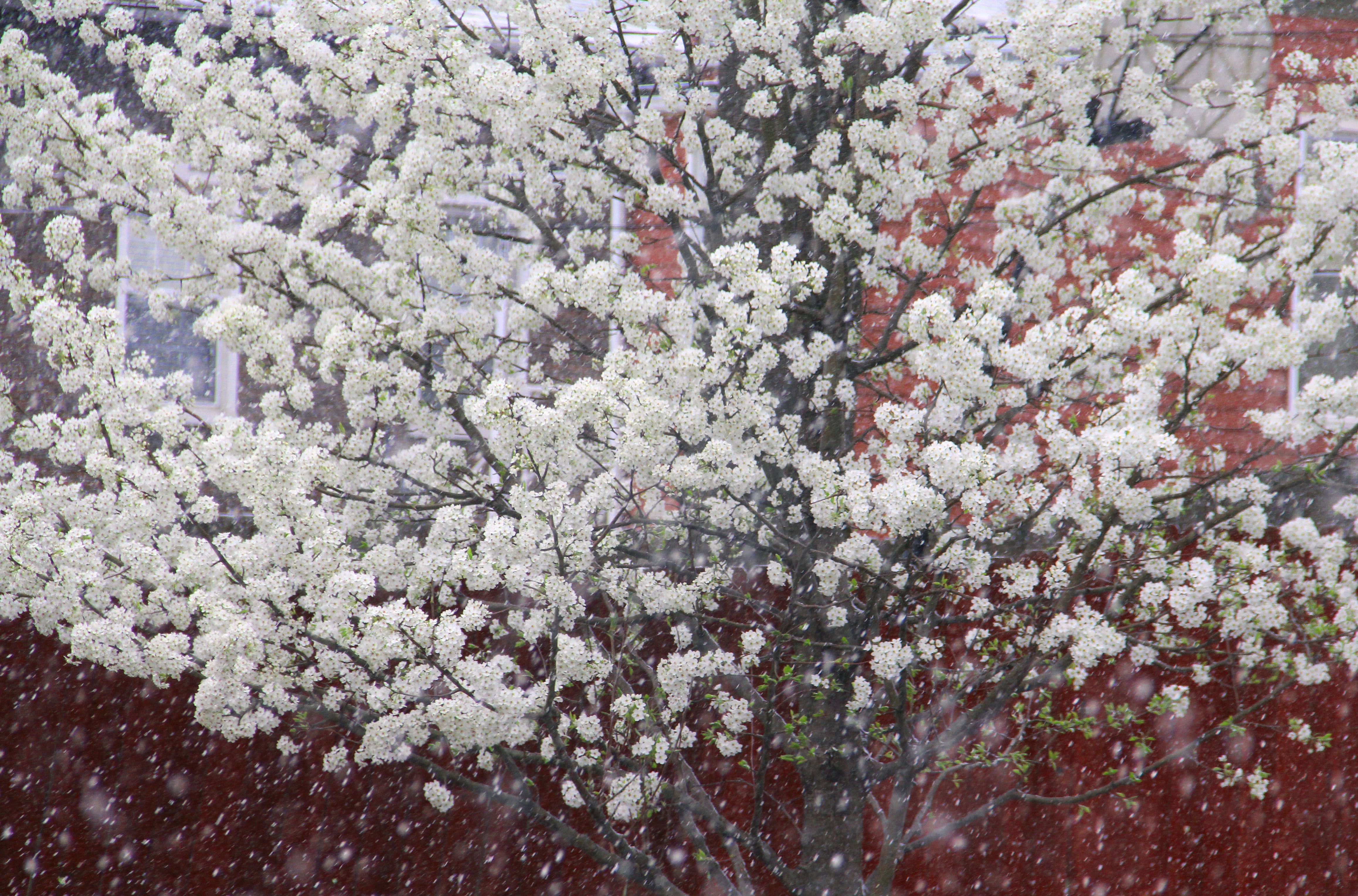 snowfall-on-white-tree-march-2011.jpg