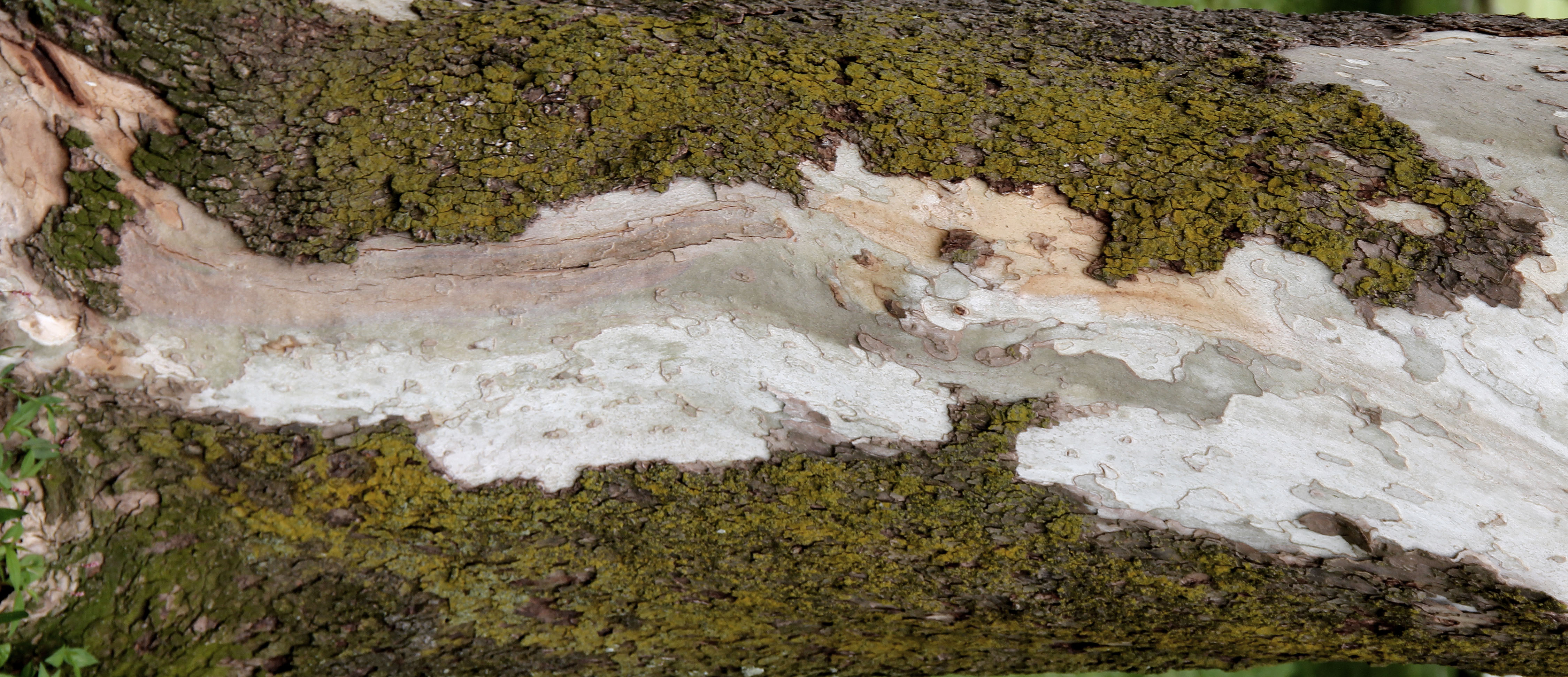 bark-on-tree-sideways-may-2011.jpg