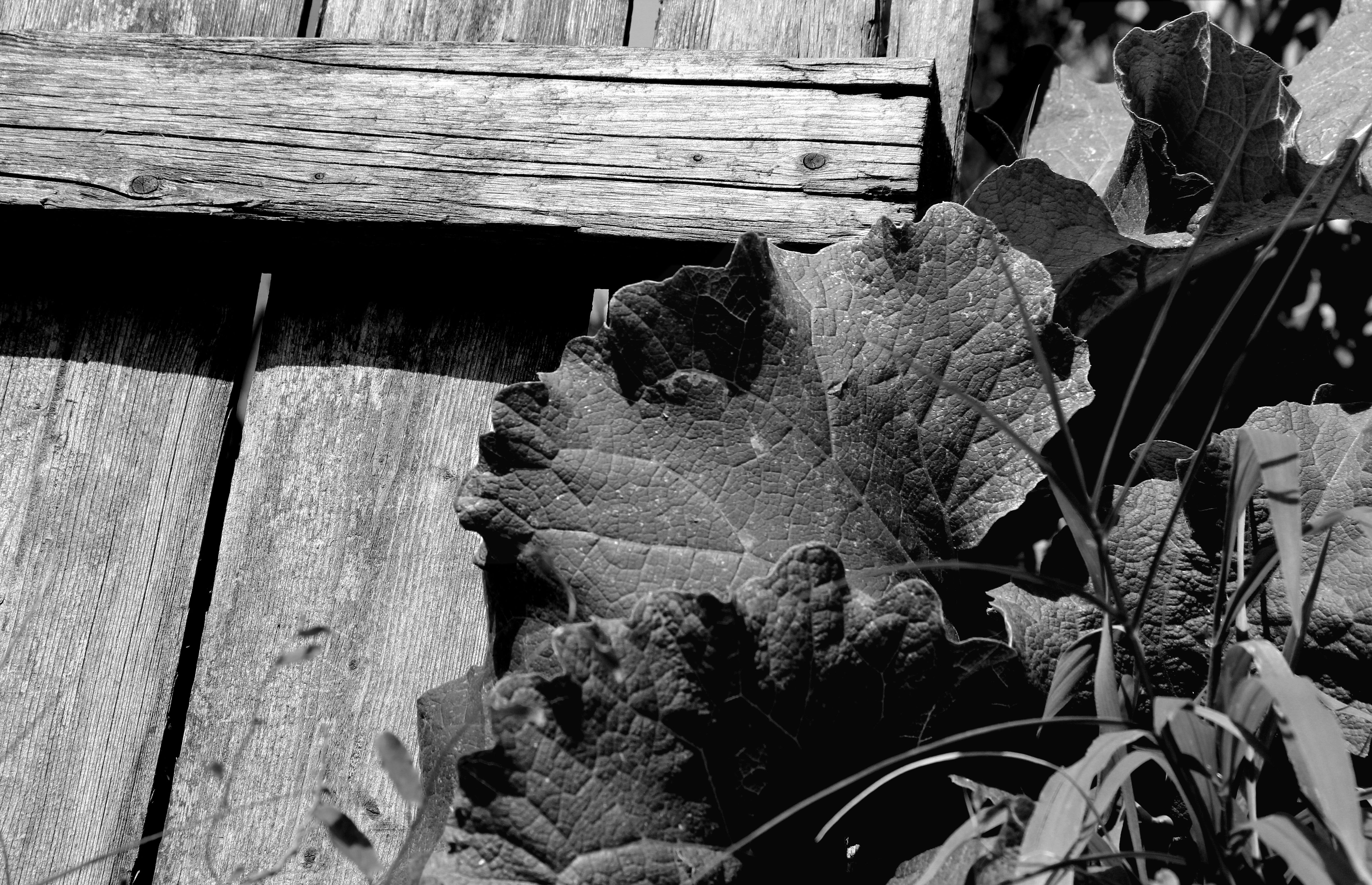 fence-broad-leaves-bw-june-2011.jpg