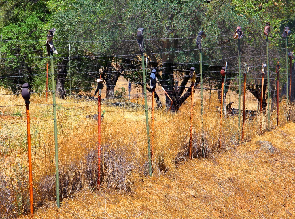 Boots on Fence, July 2013