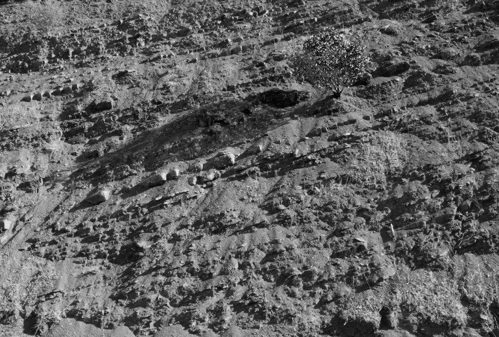 Cliff Face & Bush, b&w, July 2013