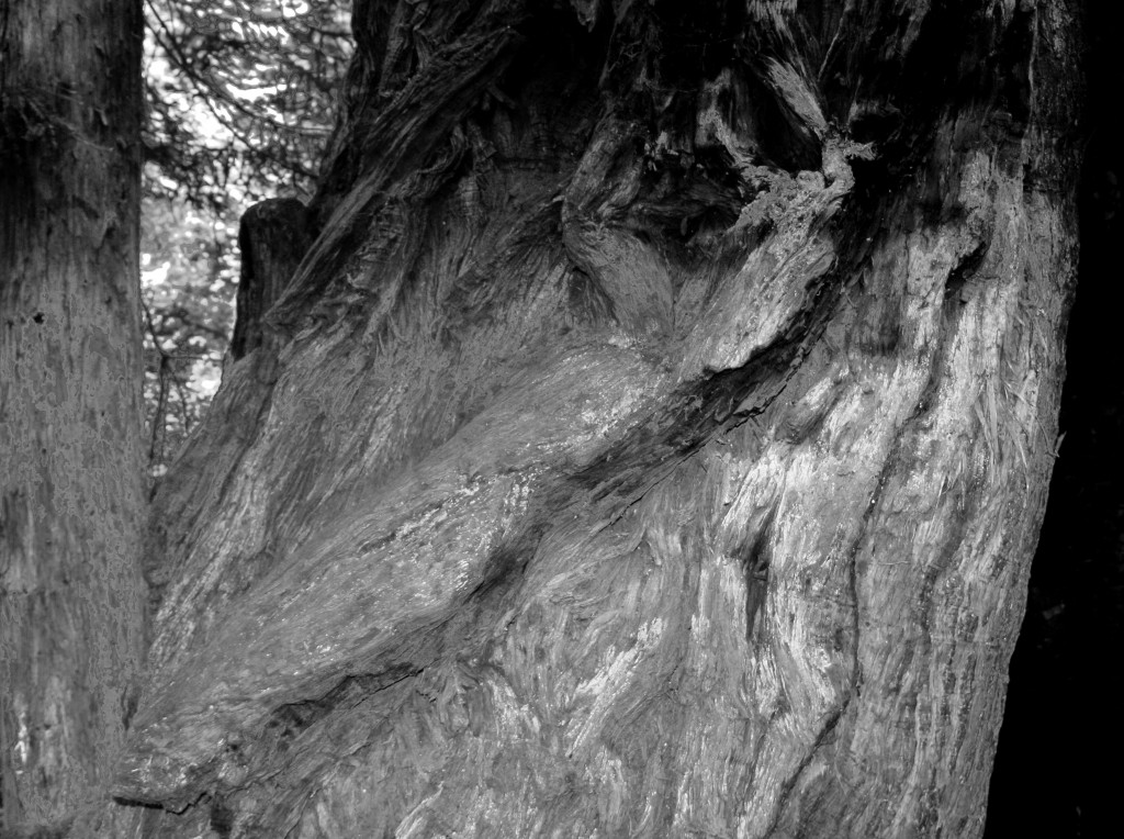 Gnarls in Redwood,  b&w, July 2013