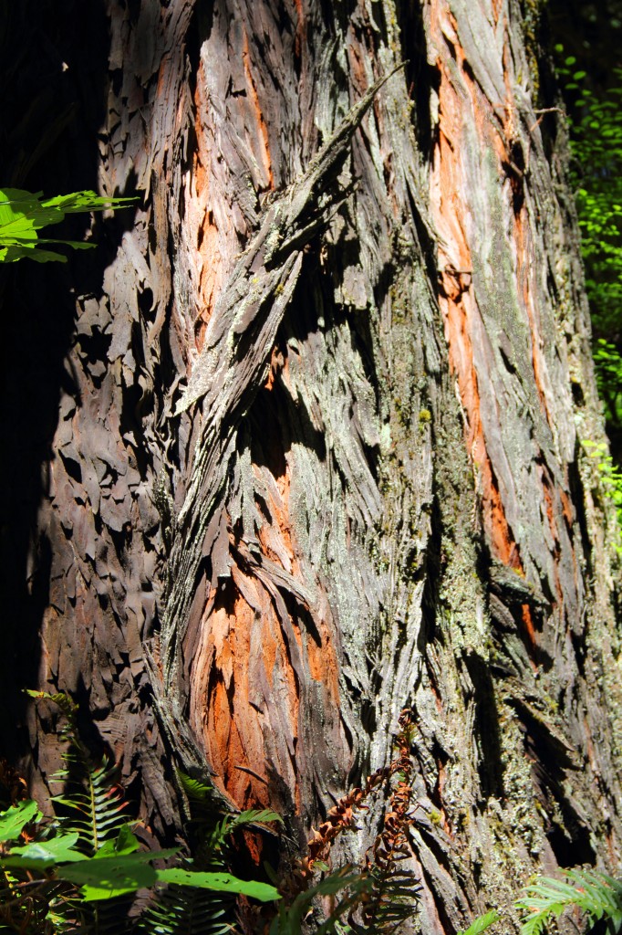 Redwood Bark Detail, July 2013