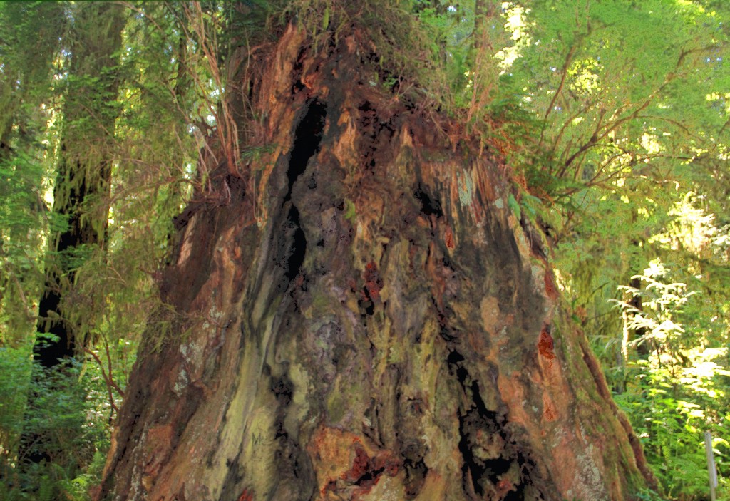 Redwood Trunk, July 2013