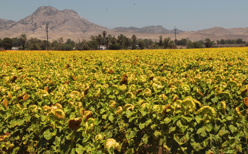 Sunflowers & Mountain, July 2013