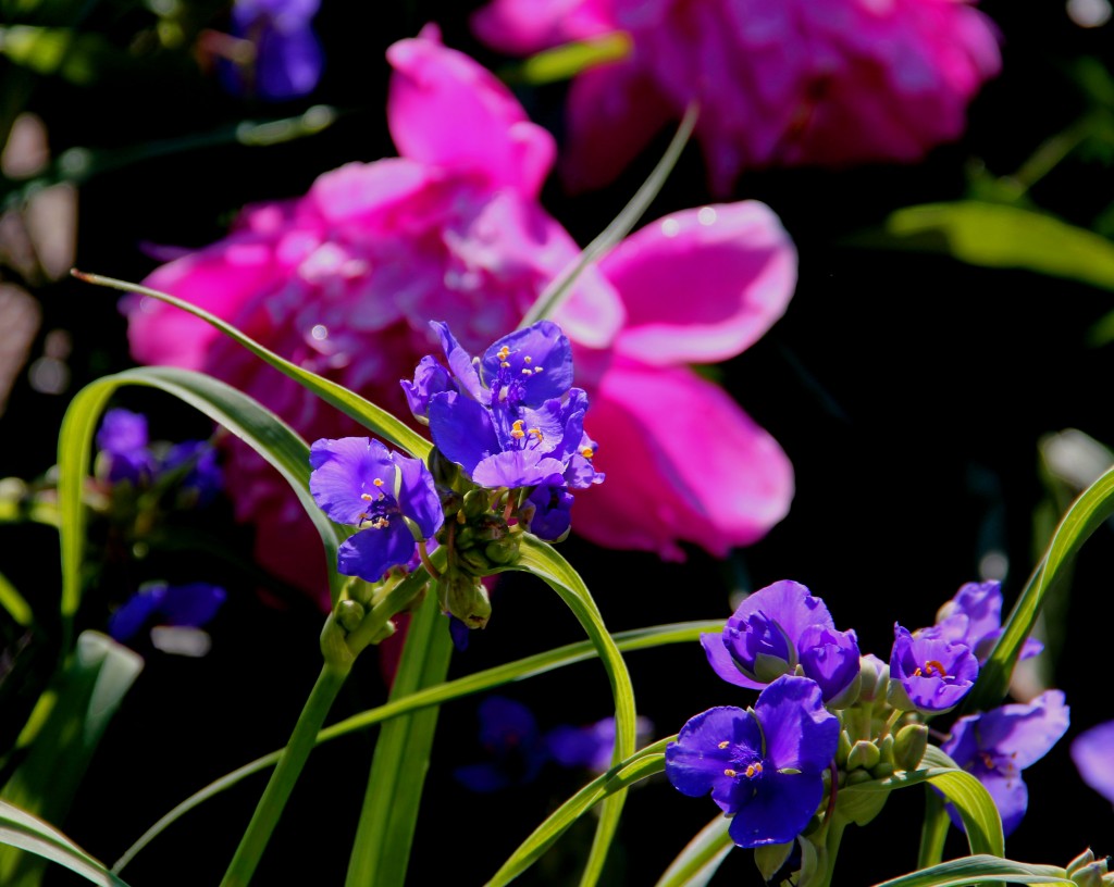 Spiderwort & Peony, May 2014