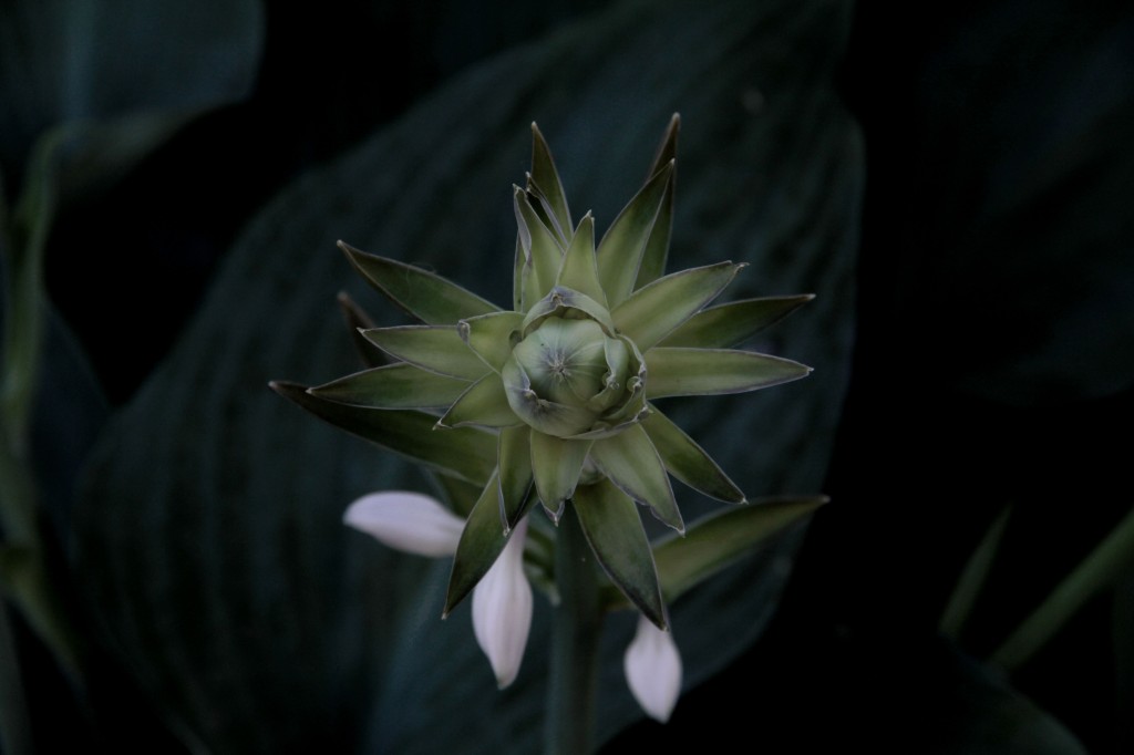 Hosta