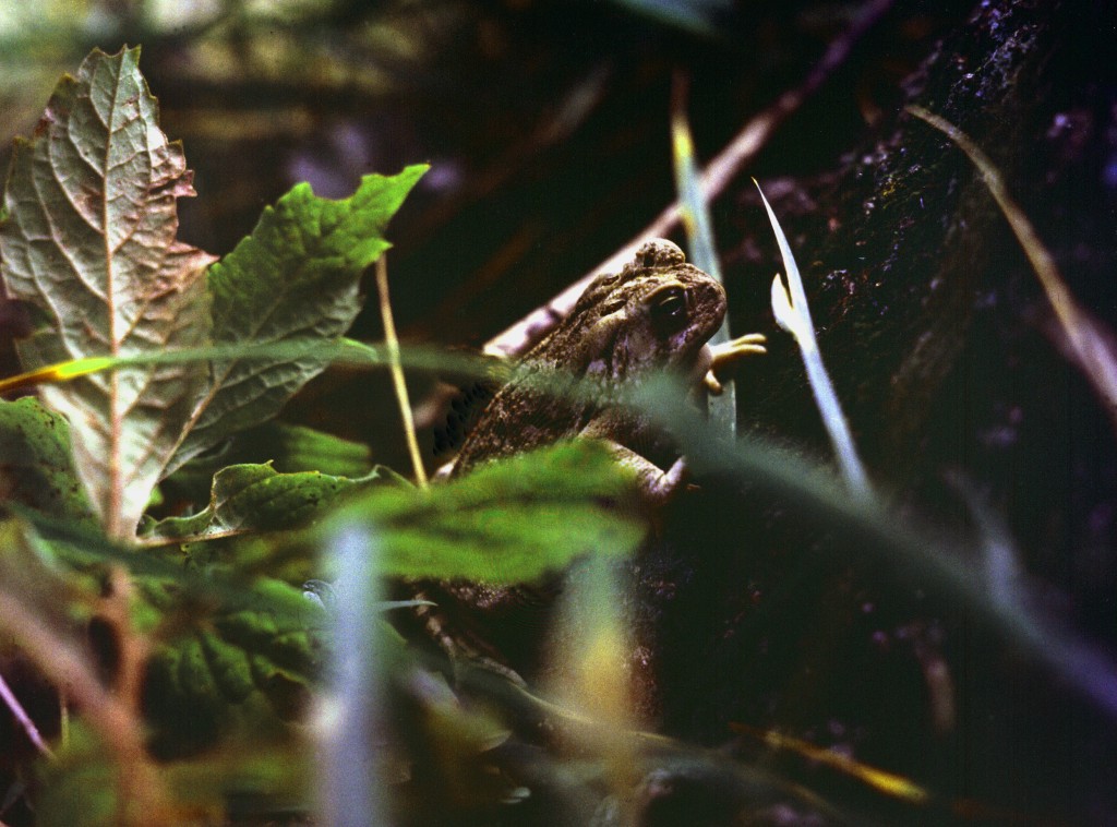 Frog In Leaves, 1974