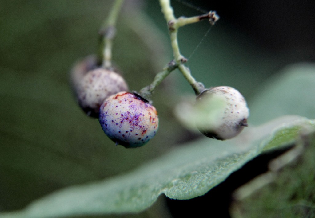 Grapes, Sept 2014