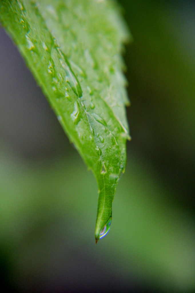 Leaf with drop, Sept 2014