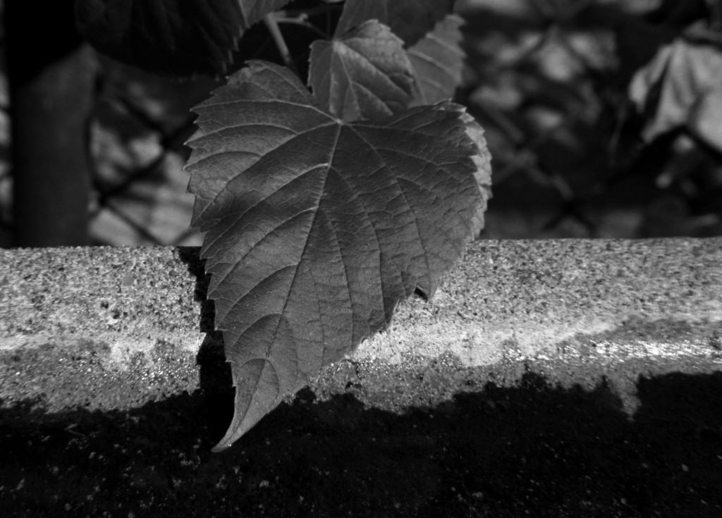 Leaf on Concrete Lip, b&w, October 2014