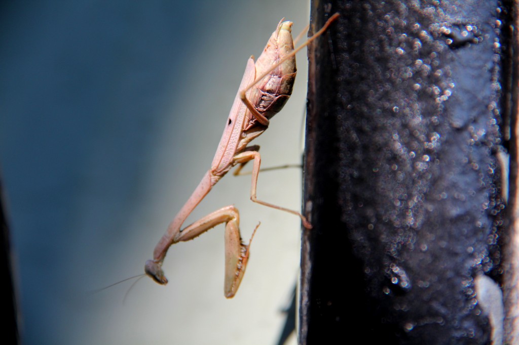 Mantis on Post, October 2014