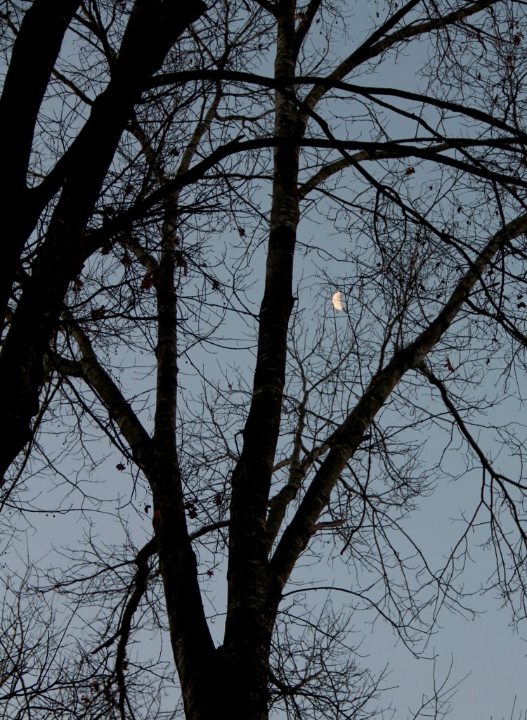 Moon thru branches, December 2014