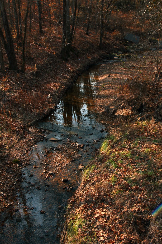 Stream, trees, December 2014