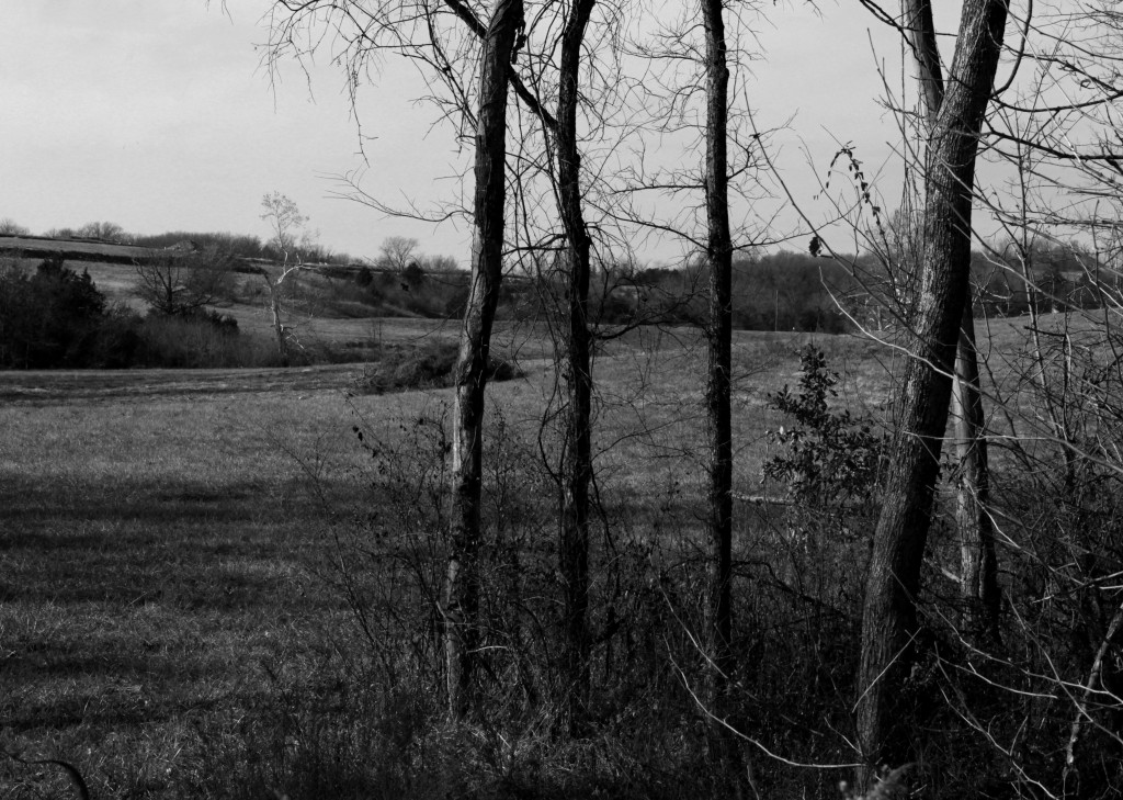 Trees and field, December 2014, b&w