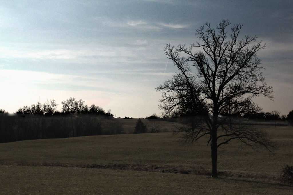 Lone Tree, Sward, December 2014