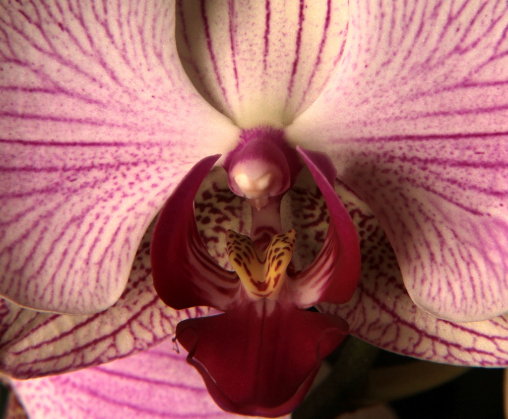 New Orchids 3, January 2015