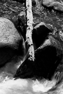 Branch Over Rock and Water, b&w, September 1984