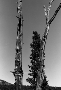 Dead Cedars and Pine, b&w, September 1984