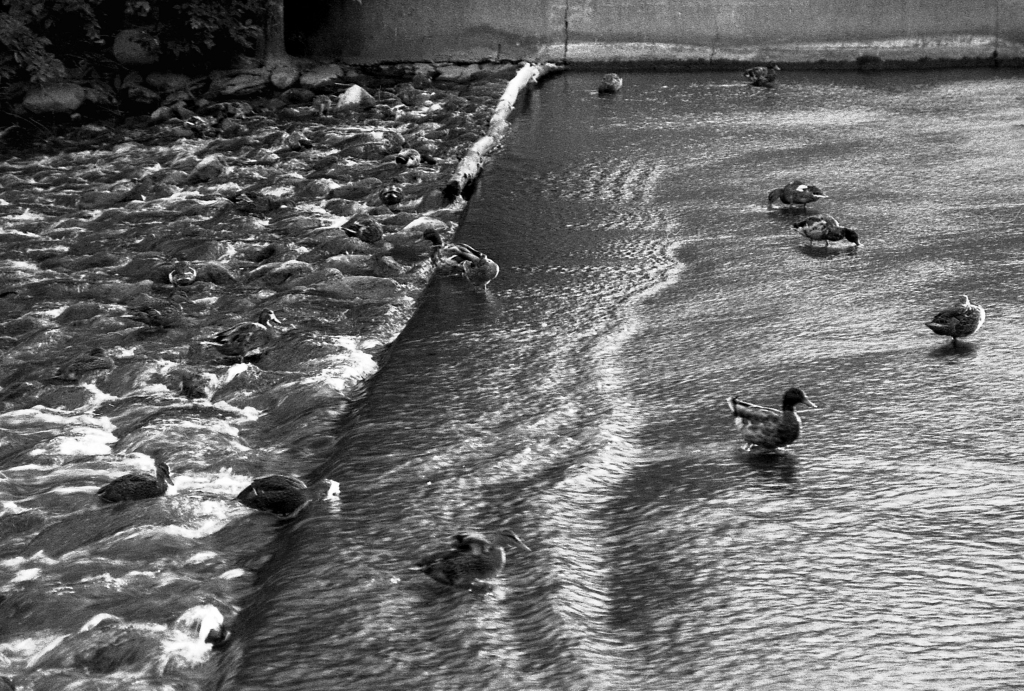 Ducks Against the Fall, b&w, July 1988