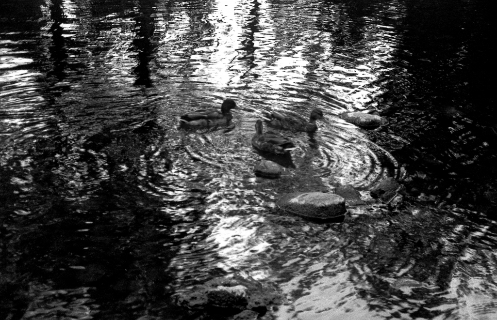 Ducks-Go-Round, b&w, July 1988