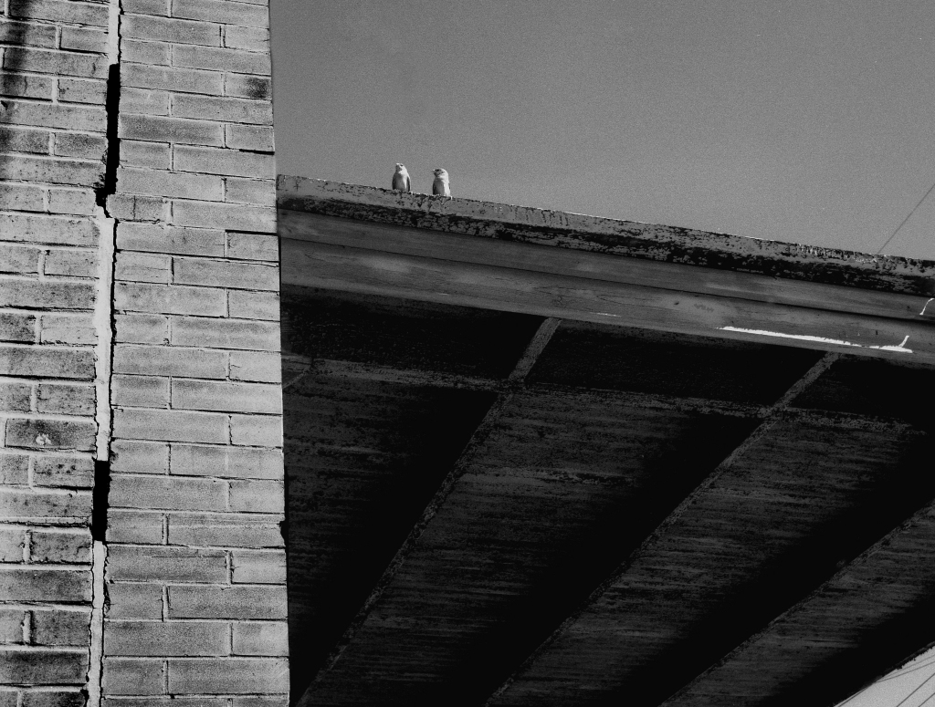 Finches on Roof, b&w, 1974