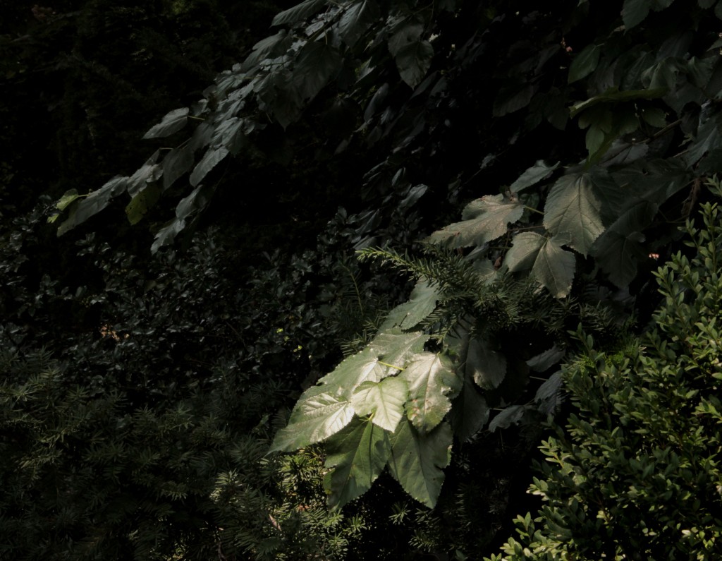 Leaves Aglow, July 2015