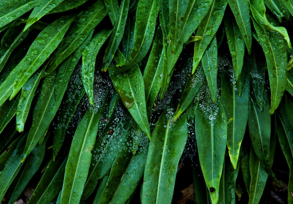 Dew On Drooping Leaves, August 2015