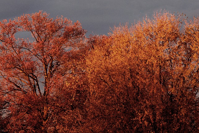 Trees Before Storm 2015