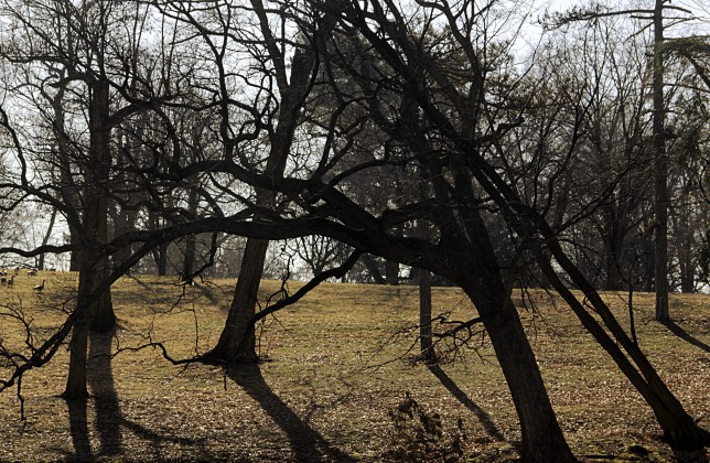 Crossed Trees, February 2016