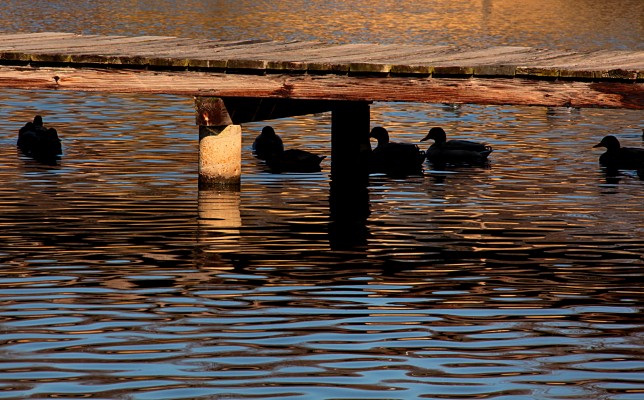 Ducks Under Quay, February 2016