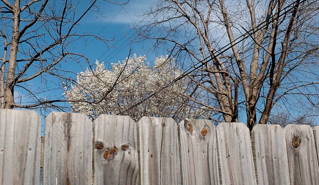 Fence and Tree, March, 2016