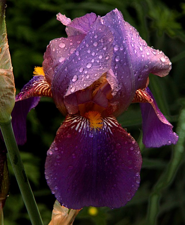 Violet Iris, april 2016