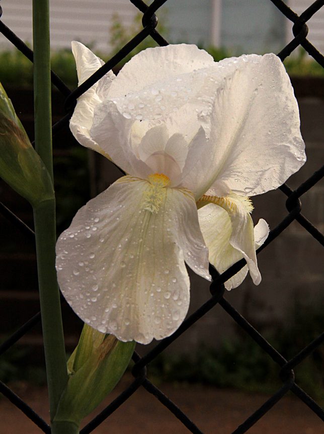 White Iris, morning, april 2016