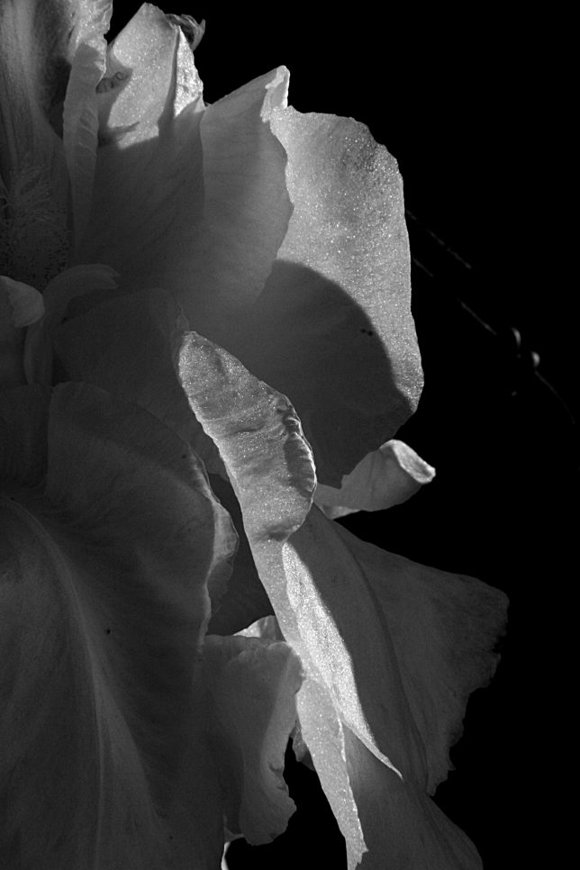 Iris, Profile, May 2016, b&w