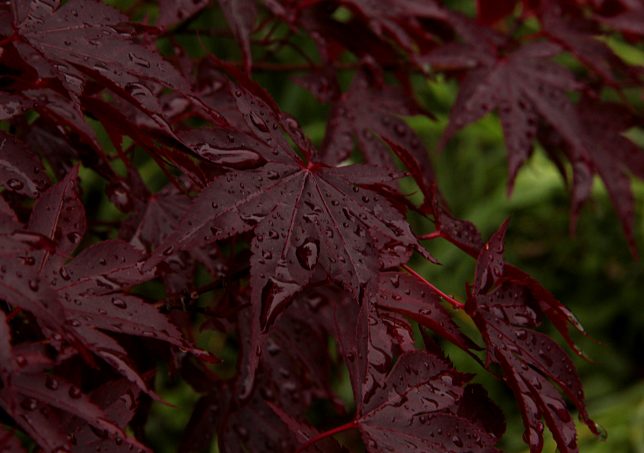 Japanese Maple Leaves, May 2016