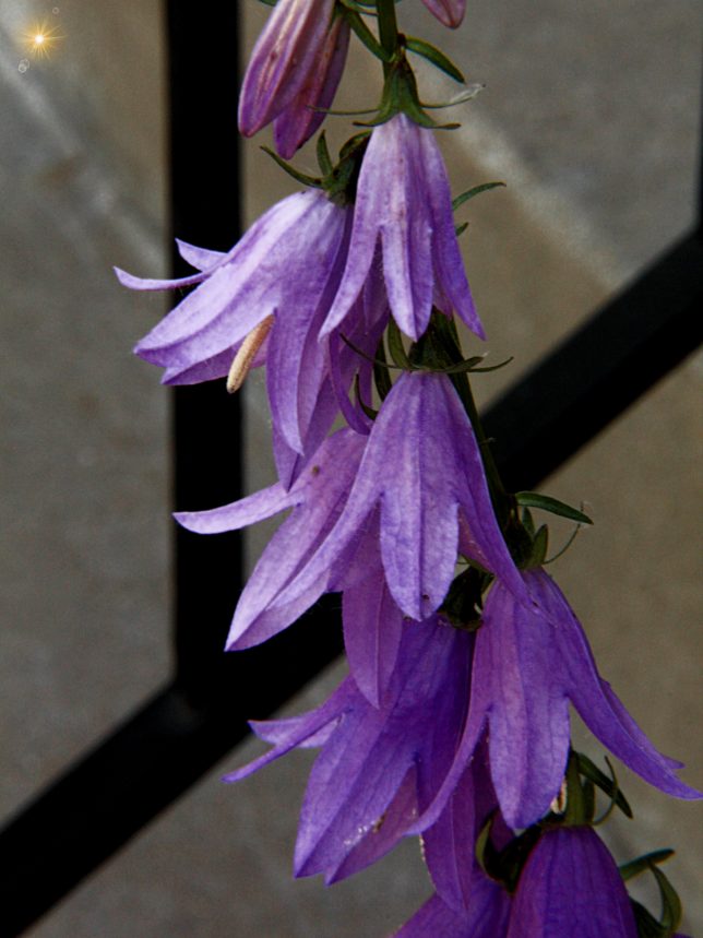 Larkspur 2, enhanced May 2016