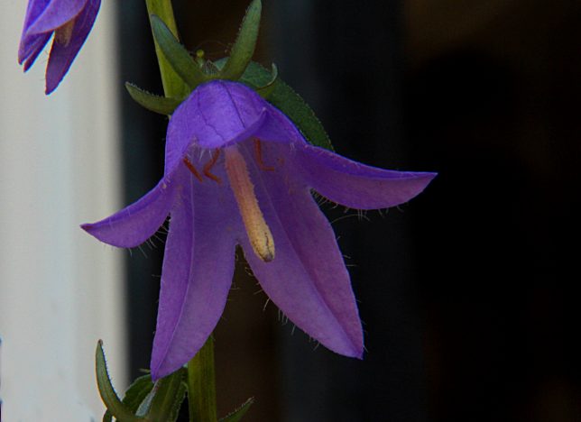 Larkspur, May 2016