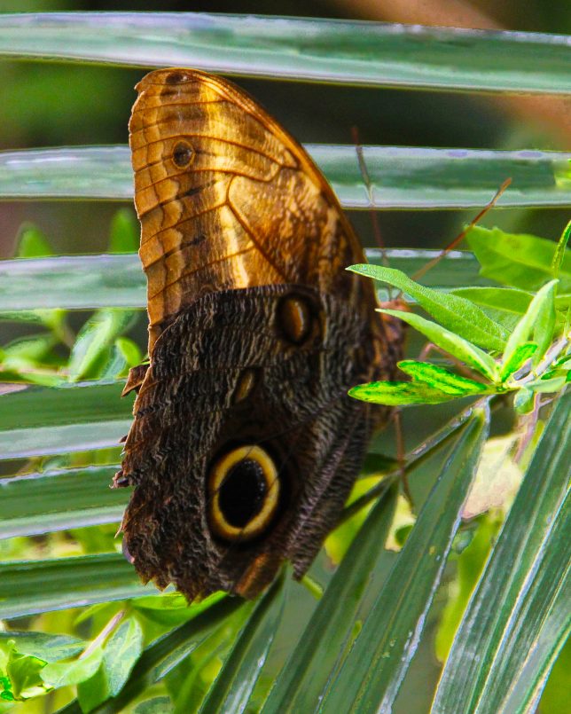 Butterfly, Dallas, 2016