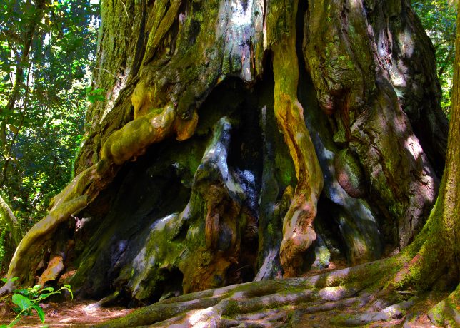 Redwood Nook, 2013