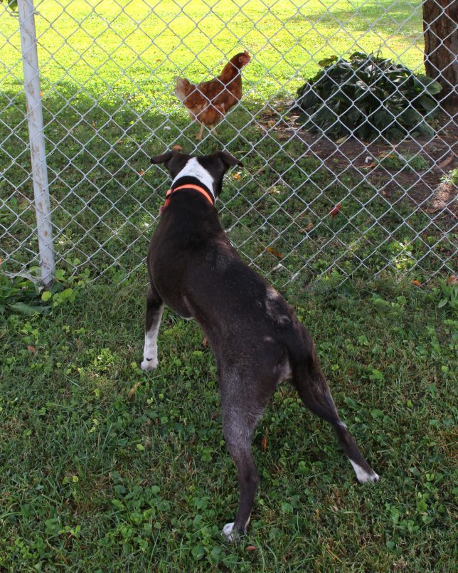 Coffey and the Rooster